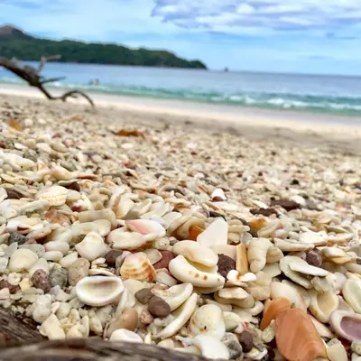a pile of shells on a beach near the ocean at Casa playa 2 in Huacas
