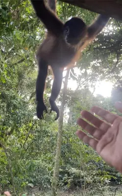a monkey hanging from a tree with a persons hand at Estudio Jaguar 2 o piso Casa Jaguar in Tortuguero