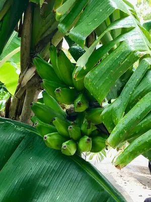 a bunch of green bananas hanging from a banana tree at Casa Veranera in Playa Grande