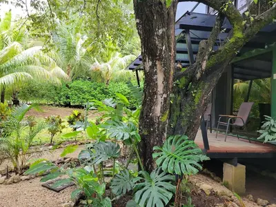 a tree in a garden next to a house at El Congo Apartmento in Nicoya