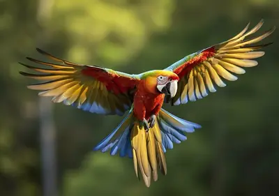a colorful bird is flying in the air at Intimate Earthy Vibe - Bedroom in a Tropical Paradise in Herradura