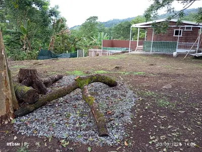 a tree branch laying on the ground next to a house at Cabaña Renaciendo in Turrialba