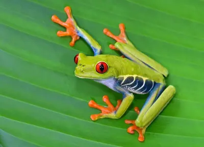 a green frog sitting on a green leaf at La Fortuna, Fluca House 3 in Fortuna