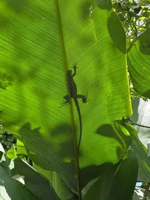 a lizard is sitting on a green leaf at Villa del pájaro pecho amarillo in Fortuna