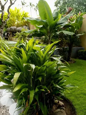 a garden with green plants in a yard at Beachfront Balcony Sunset 2B in Jacó