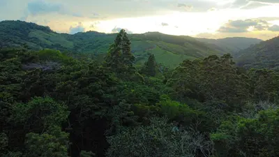 a view of a lush green forest with a tree at Monte y Alma Monteverde in Cebadilla