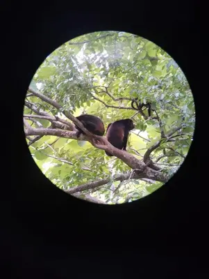 a bird sitting on a tree branch at Casa Encanto Charming house 5 minutes walking from the beach in Sámara