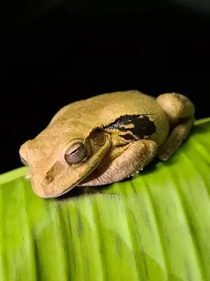 a frog laying on top of a green leaf at Village Río Celeste, Eco Lodge and Tours in Rio Celeste