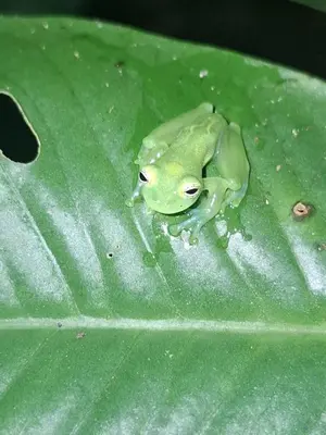 a frog sitting on top of a green leaf at Village Río Celeste, Eco Lodge and Tours in Rio Celeste
