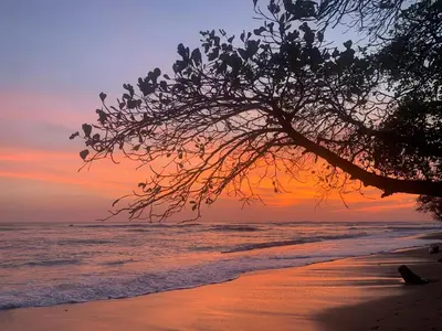 a tree on the beach with a sunset in the background at Modern studio near Santa Teresa beach in Boca de Ario