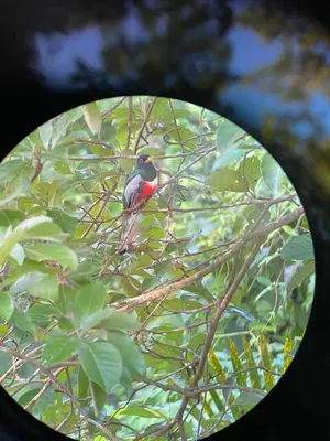 a bird sitting on top of a tree branch at Casa Jurassic Amazing villa 10 min walk to the beach in Sámara