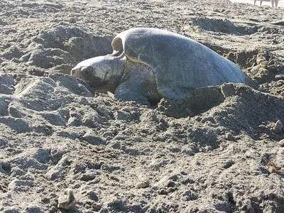 a elephant seal laying in the sand on a beach at Casa Francesca Beautiful house with a large garden in Sámara