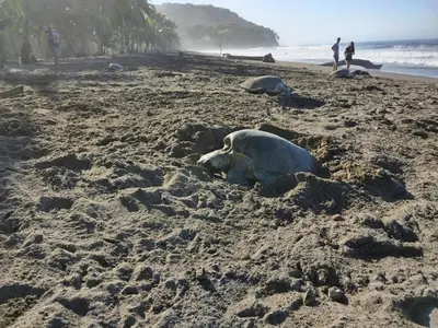 a sea turtle laying in the sand on a beach at Casa Francesca Beautiful house with a large garden in Sámara