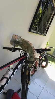 a lizard on the side of a bike at Aloha Surf Nosara - Casa 'Ohana in Nosara