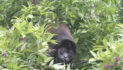 a small monkey is sitting in a tree at Aloha Surf Nosara - Casa 'Ohana in Nosara