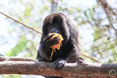 a monkey sitting on a tree branch eating a banana at Aloha Surf Nosara - Casa 'Ohana in Nosara