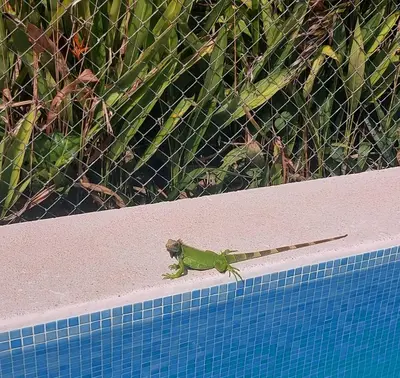 a small green lizard sitting on top of a ruler at Bamboo House in Herradura with private pool in Herradura