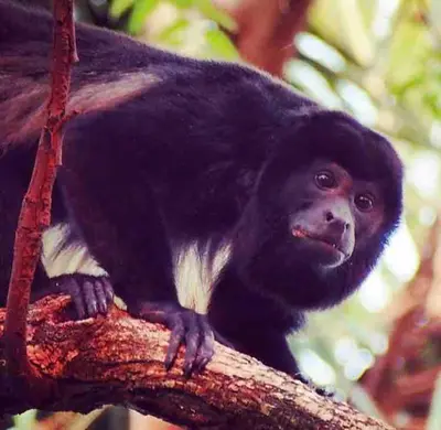 a black and white monkey sitting on a tree branch at Oceana Breeze Perfect Getaway steps from the beach in Sámara
