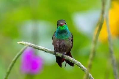 a bird sitting on a tree branch at Glamping Finca garza del sol in El pilon