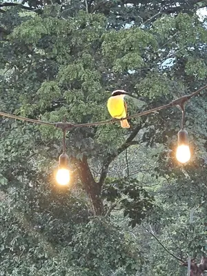 a yellow bird sitting on a wire with lights at Home Pura Vida With Cuban Flavor