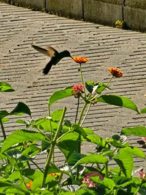 a bird flying over a flower next to a sidewalk at Home Pura Vida With Cuban Flavor