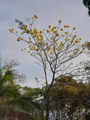 a tree with yellow flowers in front of a fence at Casa Rústica Rancho de Lía- Vacacional in Orotina