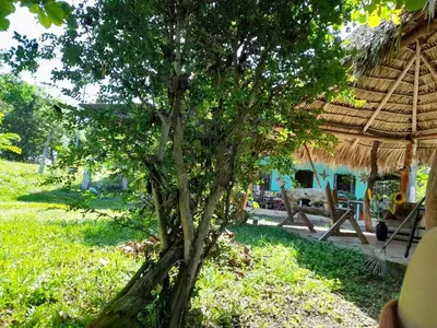 a tree in a yard next to a building at Casa Rústica Rancho de Lía- Vacacional in Orotina