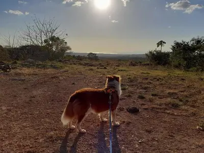 a brown and white dog standing on a dirt road at Casa Rústica Rancho de Lía- Vacacional in Orotina