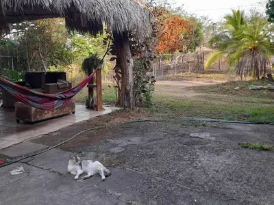 a cat sitting on the ground next to a hammock at Casa Rústica Rancho de Lía- Vacacional in Orotina