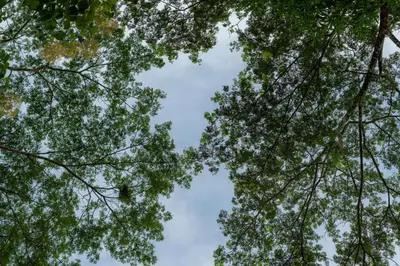 a view of the sky through the trees at Casa Contento - luxury 3bdr home near Santa Teresa in Boca de Ario