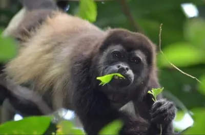 a monkey sitting on top of a tree at Casa Plumeria-Aloha Surf Nosara in Nosara