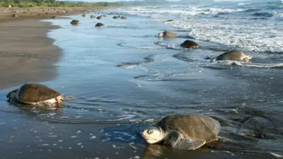 a group of turtles walking on the beach at Casa Plumeria-Aloha Surf Nosara in Nosara