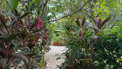 a path through a garden with flowers and trees at Casa Mango- family friendly 2 Bedroom, 2 Bath in Nosara