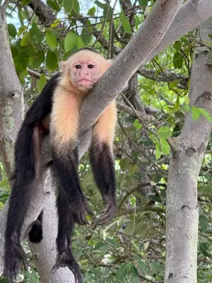 a monkey is sitting on a tree branch at Villa Tortuga in Nacascolo