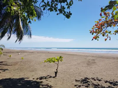 a tree in the sand on a beach at An ideal place to share with family and friends in Bejuco