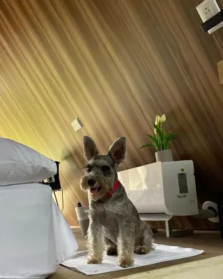 a small dog sitting on a rug next to a bed at Tilawa La Fortuna Glamping in Ángeles