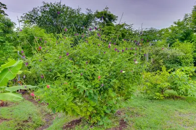 a bush with pink flowers in a garden at Bahia Pez Vela Villa at 26 in Ocotal
