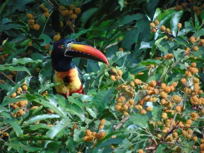 a bird with a long beak sitting in a tree at La Uvita Perdida in Uvita