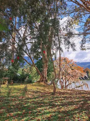a tree in a field next to a body of water at Jicote finca de ecoturismo 1 in Paraíso
