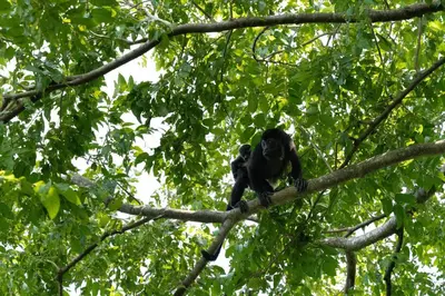 a monkey sitting on top of a tree branch at Studio Ronda 18 - At Las Catalinas in Playa Danta