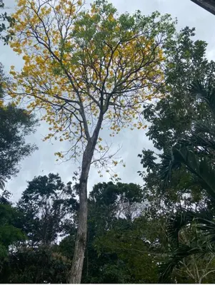 a tall tree with yellow leaves in a forest at Quinta de Montaña, San Carlos in Vara Blanca
