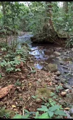 a stream in the middle of a forest at Quinta de Montaña, San Carlos in Vara Blanca