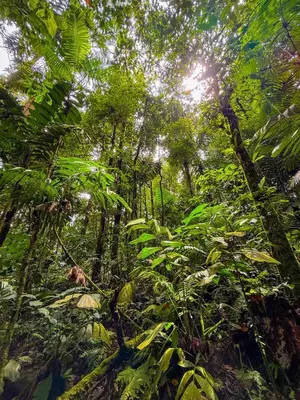 a lush green forest with the sun shining through the trees at Selva Partners Chachagua