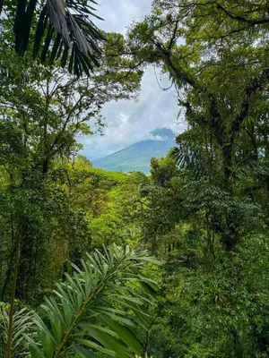 a view of a forest with a mountain in the distance at Selva Partners Chachagua