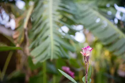 a pink flower in front of a palm tree at Aloha surf Nosara - Kahala Hui Cabanas #1 in Nosara