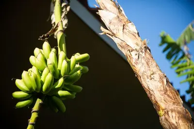 a bunch of green bananas hanging from a tree at Aloha Surf Nosara - Kahala Hui Cabins #2 in Nosara
