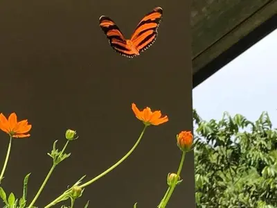 a butterfly is flying over orange flowers at Aloha Surf Nosara - Kahala Hui Cabins #4 in Nosara