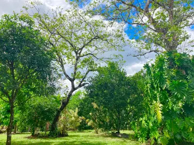 a group of trees in a field of grass at Tres Corazones in Carrillo