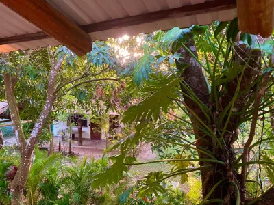 a view of a garden with trees and plants at Tres Corazones in Carrillo