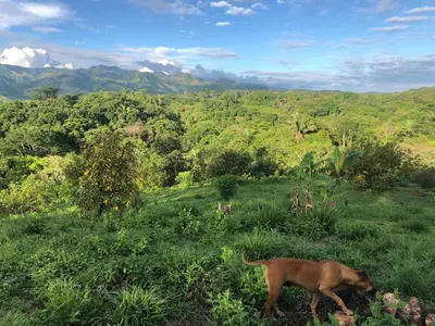 a dog walking in the grass in a field at Luxury Villa Ceibo - Exquisite, Private, Serene in San Mateo